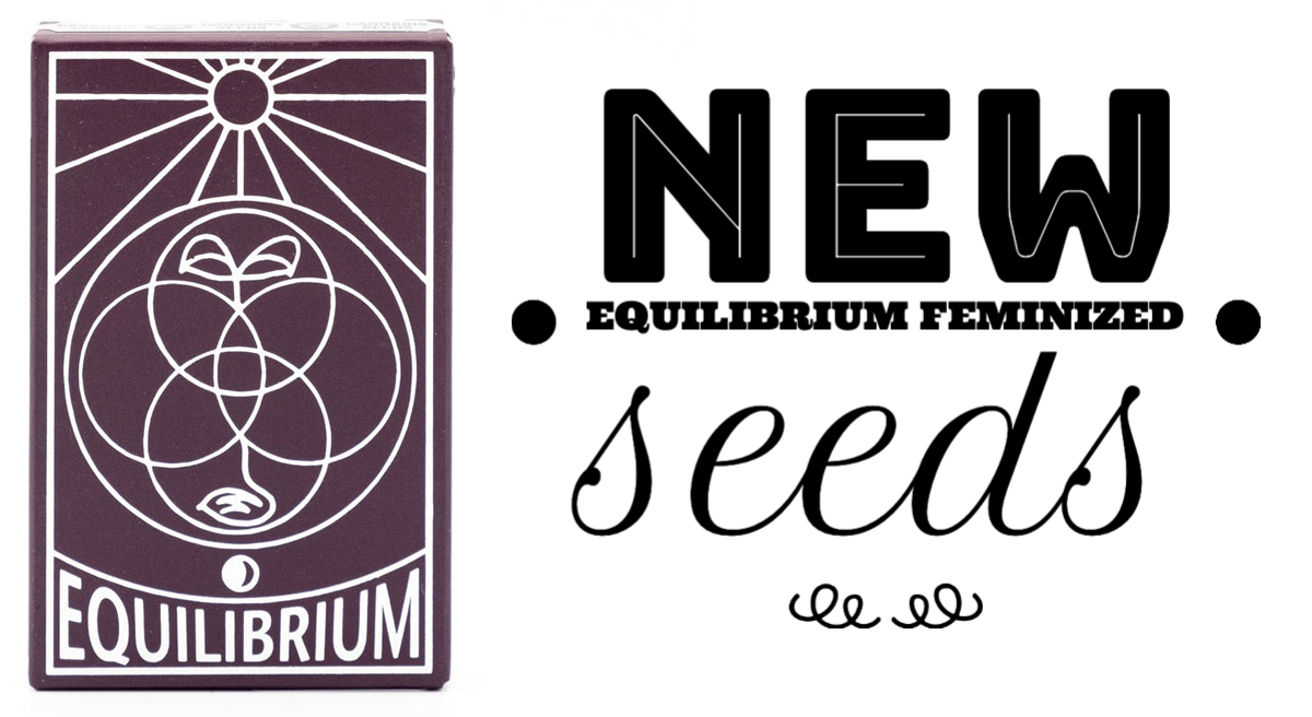 New Equilibrium Feminized Seeds